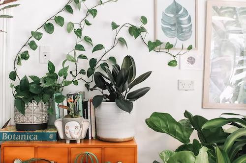 Benefits of Having Indoor Plants for your Household or Workplace