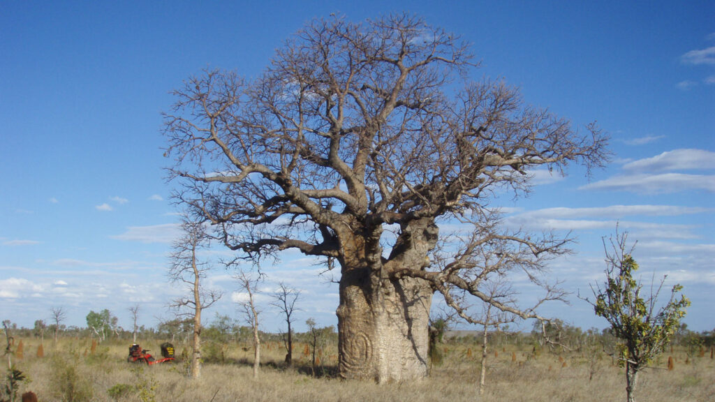 Revealing Australia's Forgotten History Through Boab Tree Carvings